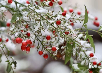 snow vacations for families