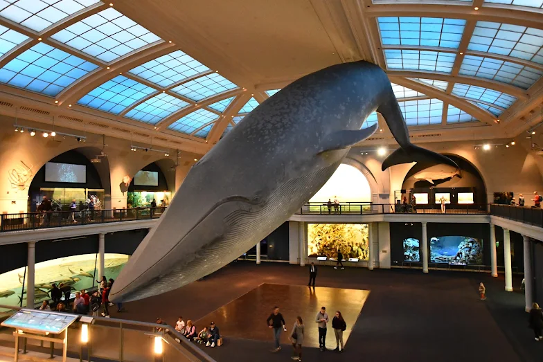 things to do in NYC in December